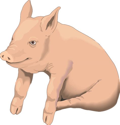 Download High Quality Pig Clipart Realistic Transparent Png Images