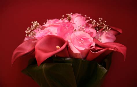 Kostenlose Foto Blühen Fotografie Blume Blütenblatt Rot Rosa