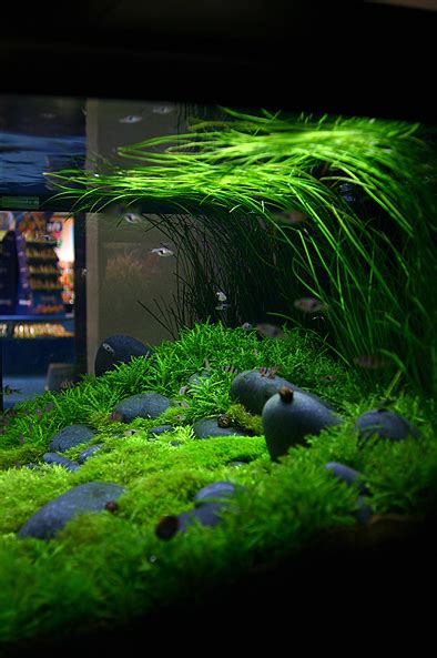 50 Best Aquascape Inpiration Aquarium Landscape