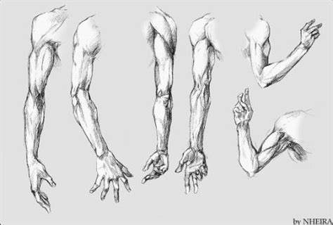 Character Design Collection Arms Anatomy Daily Art References Arm Anatomy Anatomy