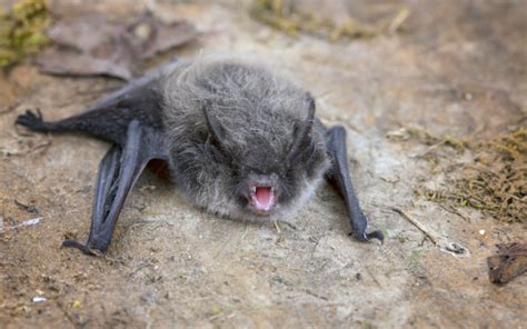 Rabies In Bats British Association Of Landscape Industries