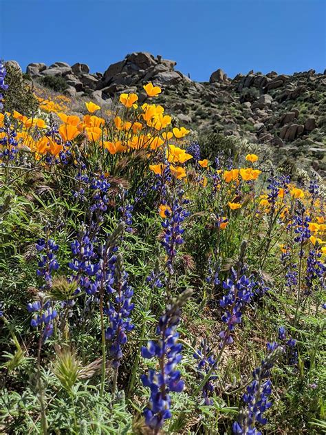 Desert Wildflower Reports For Phoenix And Northern Arizona Area