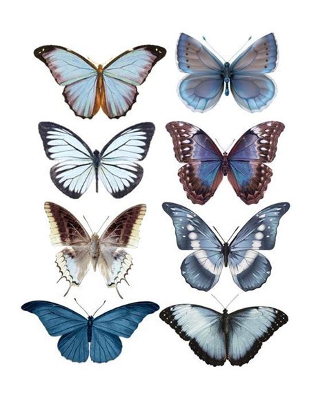 Butterfly Butterfly Blue Butterfly Artwork Butterfly Collage