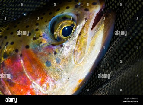 Redside Rainbow Trout Native To The Deschutes River In Oregon Stock