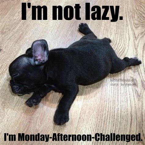 Im Not Lazy Im Monday Afternoon Challenged Cute Puppies Dogs And