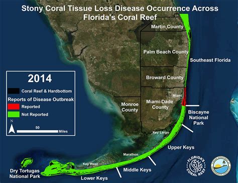 Floridas Coral Reef Disease Outbreak Florida Keys National Marine