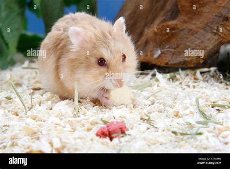 Campbells Dwarf Hamster Hi Res Stock Photography And Images Alamy