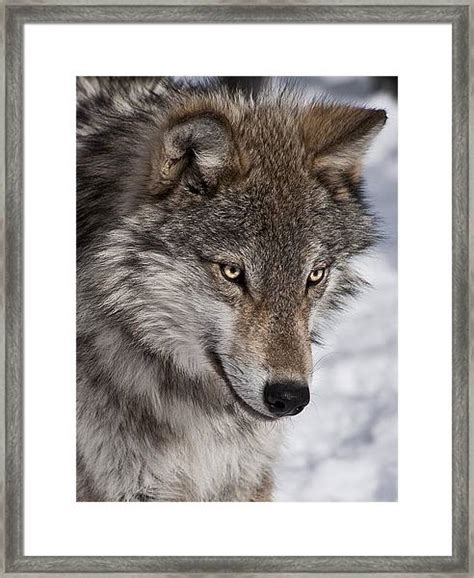 Wolf Portrait Photograph By Patrick Boening