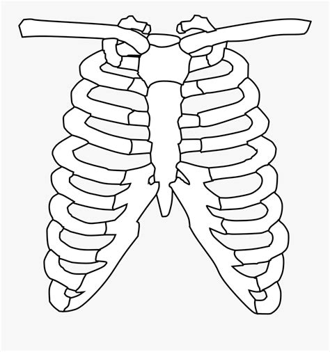 Easy Rib Cage Drawing Free Transparent Clipart ClipartKey