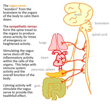 The Vagus Nerve Its Many Roles And Functions Insightful Nutrition