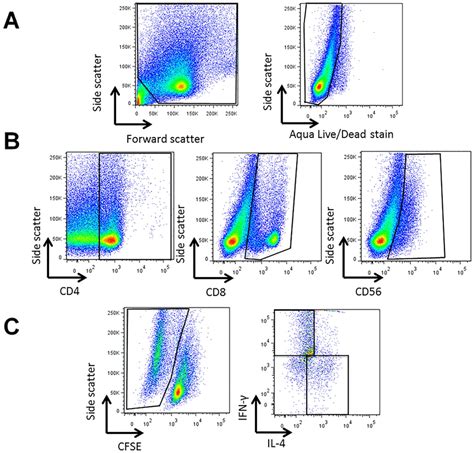 Representative Flow Cytometry Gating Strategy To Assess Immune Cell