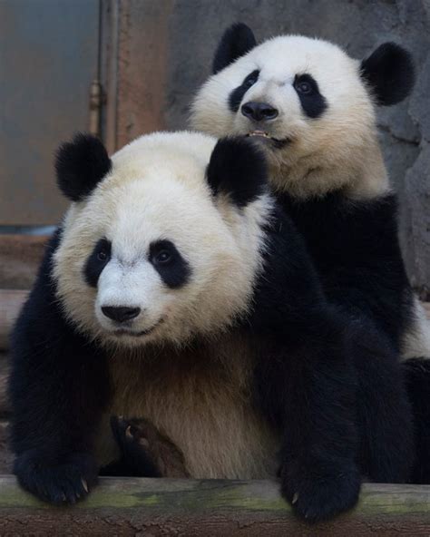 Wednesday Zen Moment Giant Panda Expecting Twins At Zoo