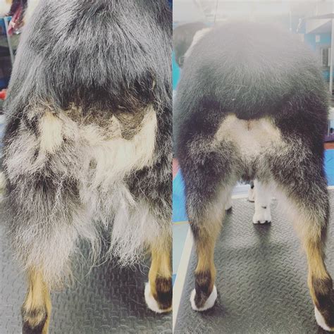 We look very closely at your pet during the bathing/grooming process. Strut Your Paws Grooming - Pet Groomer - Tabernacle, New ...