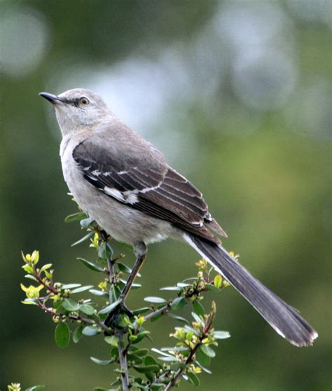 Northern Mockingbird North American Wildlife Bird Life List Backyard Birds