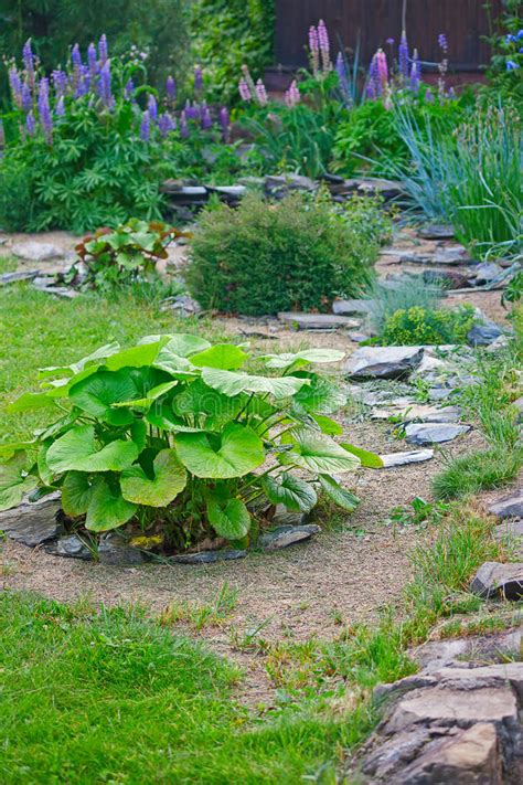 Landscaping With Hostas And Ferns 827324 Stock Image Image Of Hostas