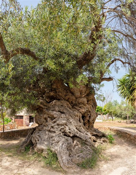 This Is The Ancient Olive Tree Of Vouves In Crete It Is One Of The 7