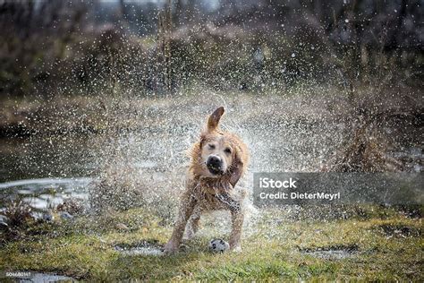 Golden Retriever Shaking Off Water In Lawn Stock Photo Download Image