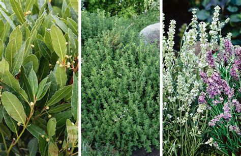 10 Fragrant Plants That Will Make Your Garden Smell Amazing Fragrant