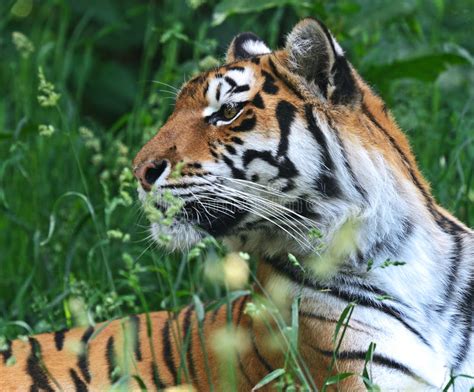 Amur Tiger Stock Photo Image Of Predator Wildlife Tiger 31787494