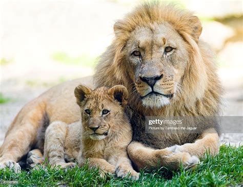 Lion Dad And Cub Posing Photo Getty Images