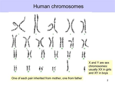 Extra X Or Y Chromosome