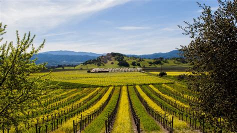 Napa Valley Tour Guide Faqs 2020