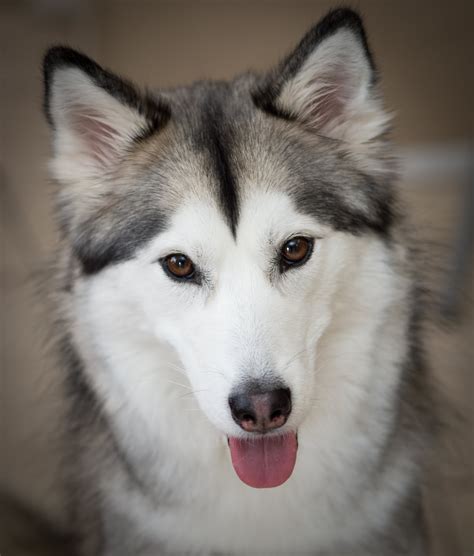50 Very Beautiful Siberian Husky Dog Photos And Pictures