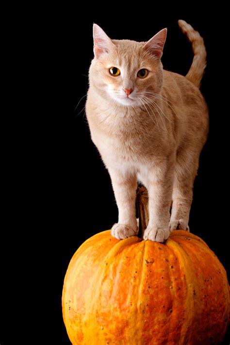 Cat On Pumpkin Napa Humane
