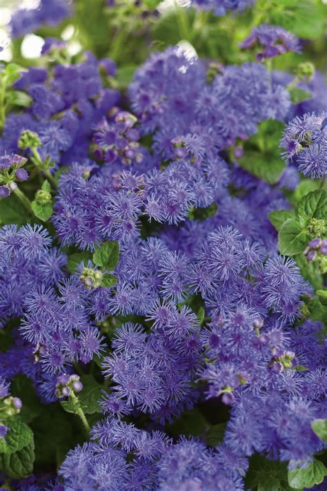 Backyard arizona arizona gardening beautiful gardens beautiful flowers gazebos backyard arizona gardening small shrubs state of arizona how to level ground yellow flowers deer & rabbit resistant plants | prescott valley nursery. Stop rabbits from munching on your garden with these ...