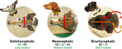 The Typical Classification Of Dogs Head Shape Based On The Cephalic