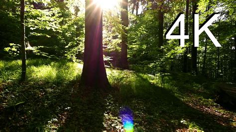 4k Nature Video May Forest Walk W Nature Sounds Youtube
