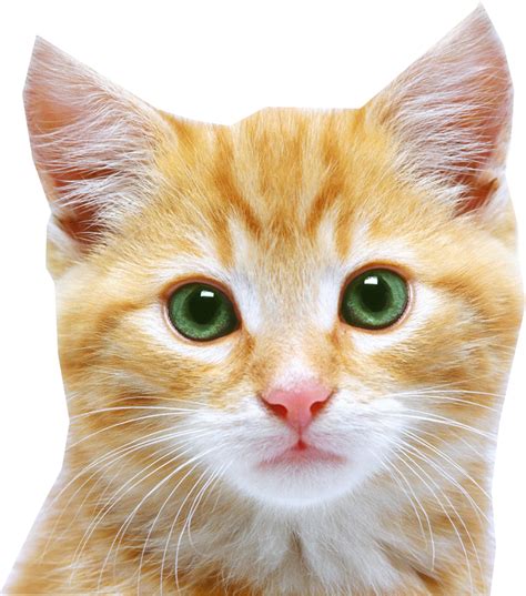 Kitten Feral Cat Puppy Cat Face Png Png Download 809918 Free