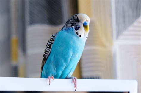 Budgies Health And Their Wellbeing
