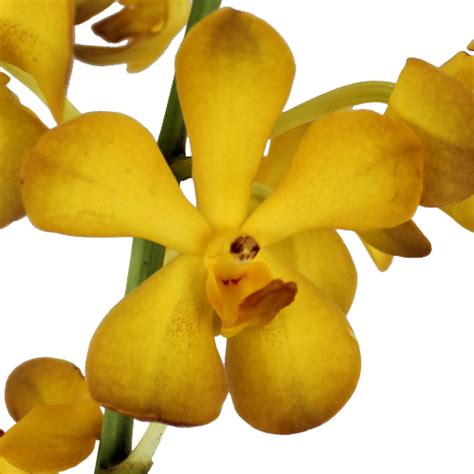 Bronze Yellow Mokara Orchid