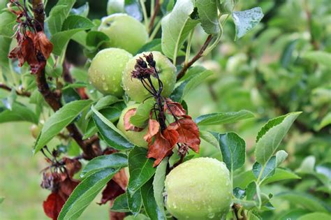 We did not find results for: UK - Diseases of Fruit Crops & Ornamentals: Untangling the ...