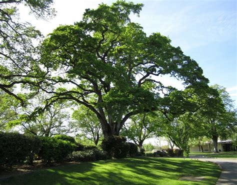 Which Texas Shade Tree Is Right For You Roundtree Landscaping