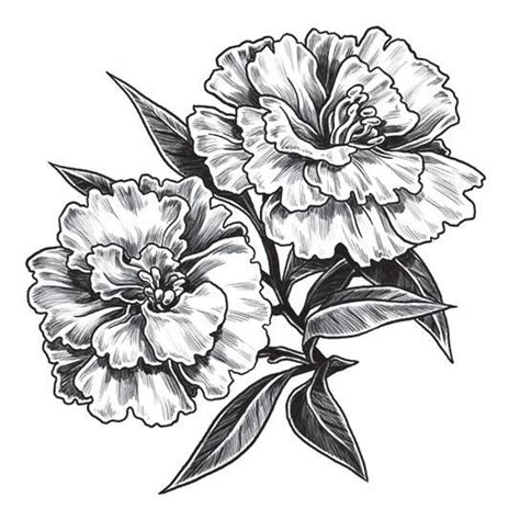 Carnation Tattoo Outline