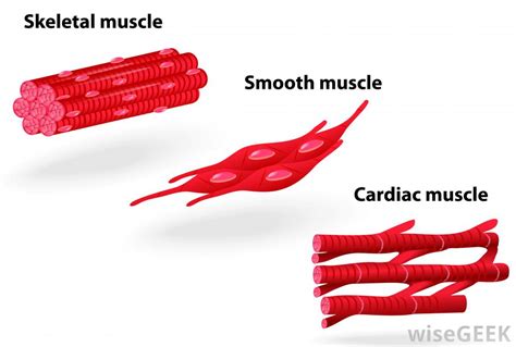 Related posts of smooth muscle diagram labeled back muscle chart. What are Involuntary Muscles? (with pictures)