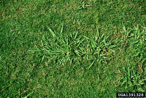 Dallisgrass Paspalum Dilatatum Cyperales Poaceae 1391328