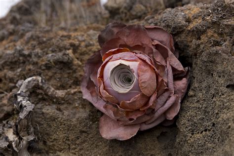 Photos, art, growing tips, sales/trades, news, stories. Flickriver: Most interesting photos tagged with aeonium