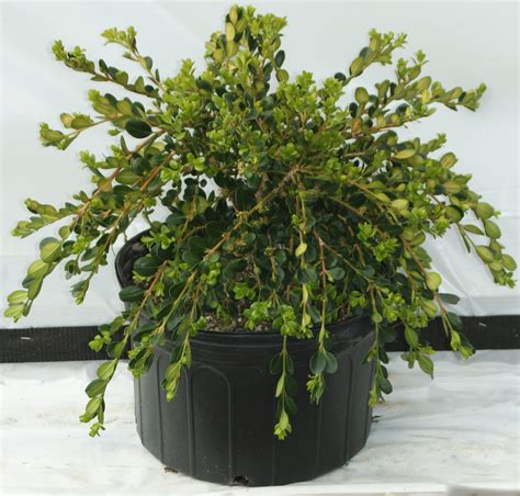 Buxus Sempervirens ‘unraveled Kiefer Nursery Trees Shrubs Perennials