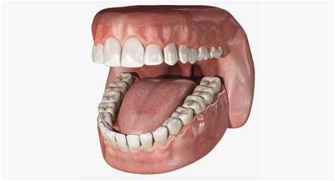 Human Mouth With Teeth Rigged 3d Model Rigged Cgtrader