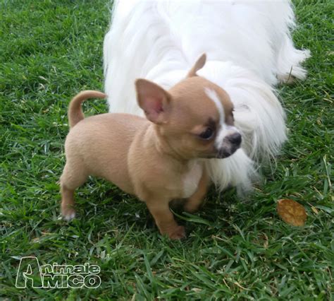 Vendita bellissimo cuccioli di bouledogue francese. Vendita cucciolo Chihuahua da Privato a Pescara chihuahua ...