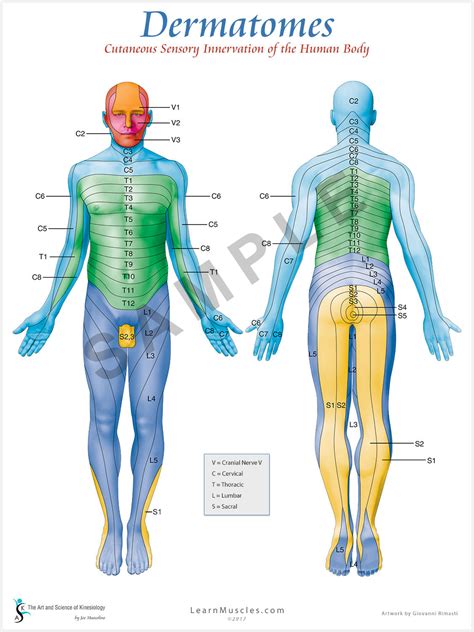 Anatomy Map Dermatome Distribution For The Cervical S Vrogue Co