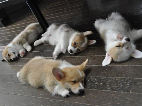 Yes, we've got the corgi puppy cam and about a million other examples of corgisattheirbest.but a but a series of new videos from japan of 10 (!!) corgi puppies have overloaded our cute circuits this. Cutie Little Dimple (Corgi puppies sleeping)