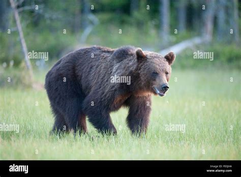 European Brown Bear Ursus Arctos Arctos Finland Stock Photo Alamy