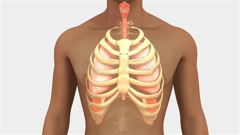 They have a spongy structure for lots of surface area for gas exchange. Lungs And Rib Cage Posterior View Stock Illustration - Illustration of bronchi, pleura: 101914170