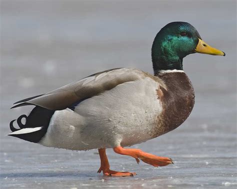 Mallard Ducks Hughism Wikia Fandom