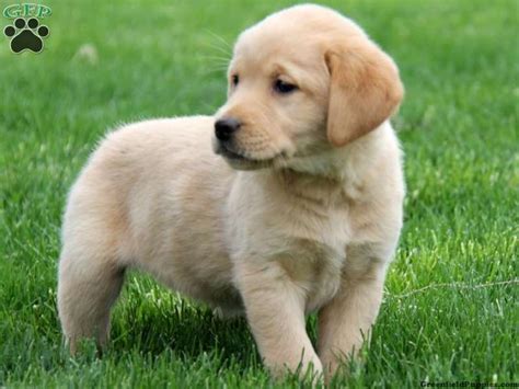 Generally, they have oval shaped. The 25+ best Golden retriever lab mix ideas on Pinterest ...