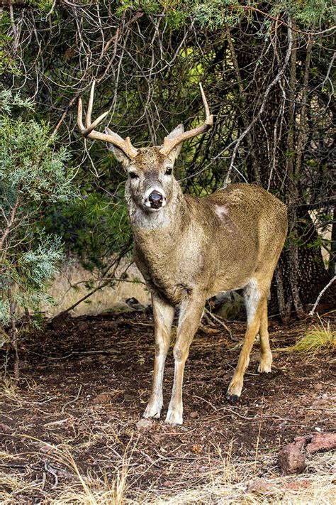 Portrait Whitetail Deer Buck Photograph By Renny Spencer